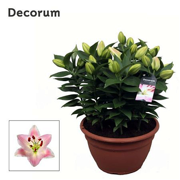 Lilium Or Rascal Souvenir Schaal 9pp (decorum)
