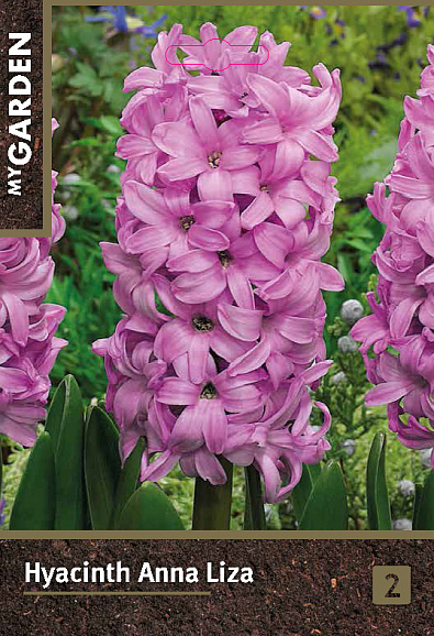 Гиацинт садовый Анна Лиза
