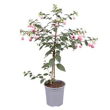 Fuchsia Op Stam 'paula Jane' 19