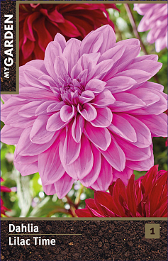 Георгина декоративная Лилак Тайм