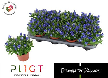 Gentiana Scabra Luis Easy Blue