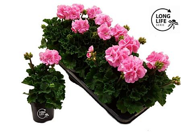 Pelargonium Zon Pink (longlife)