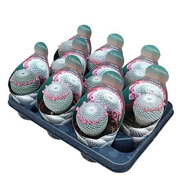 Mammillaria Pseudoperbella