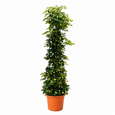 Schefflera Arb Gold Capella
