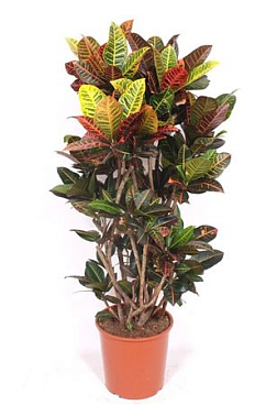 Codiaeum Petra Branched