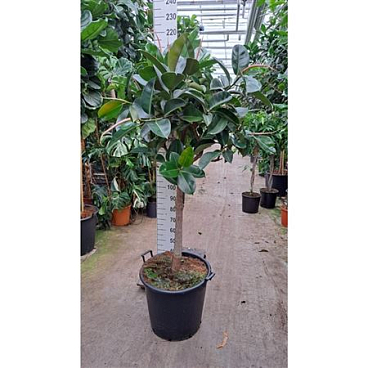 Ficus El Robusta On Stem Xxl