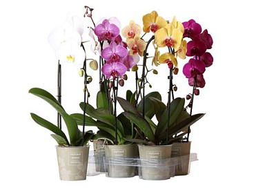 Phal 1st Cascade Mix (ok)