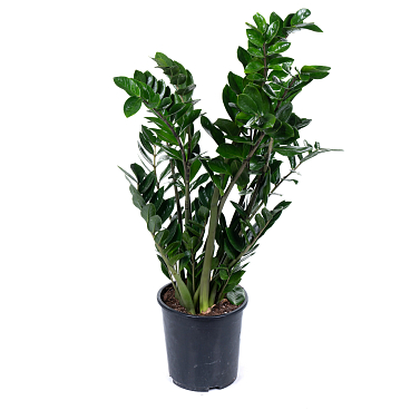 Замиокулкас