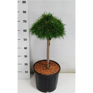 Pinus Mugo Benjamin