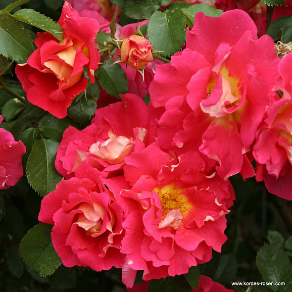 Роза плетистая Баяццо