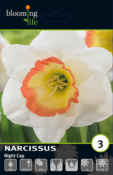 Нарцисс крупнокорончатый Найт Кэп