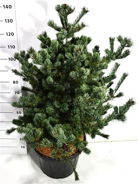 Pinus Parv Tempelhof