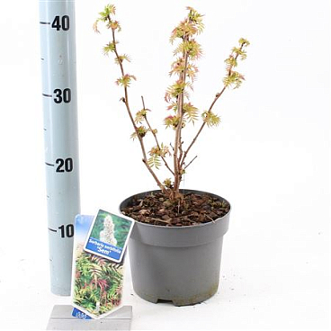 Sorbaria Sorbifolia Sem