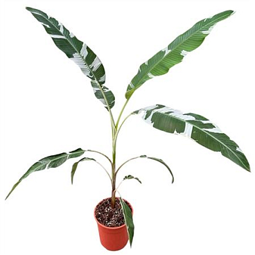 Musa Florida