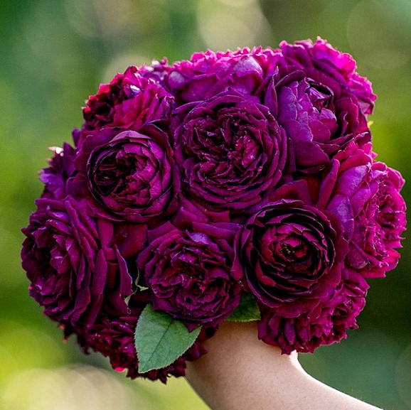 Роза чайно-гибридная Зиронг