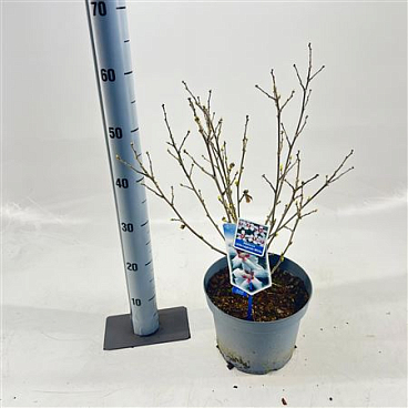 Hibiscus Syr Little Legends White
