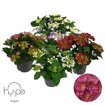 Hydrangea Mophead+lacecap Mix 7+ | Hy-pe Original