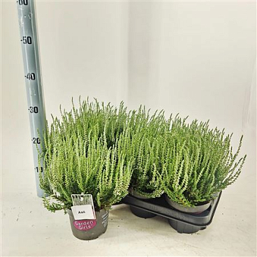 Calluna Gg Asli