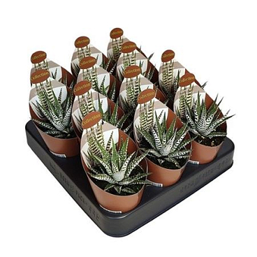 Haworthia Limifolia Albata
