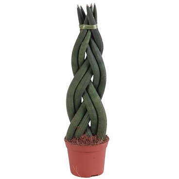 Sansevieria Cylindrica Twisted
