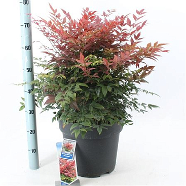 Nandina Dom Obsessed
