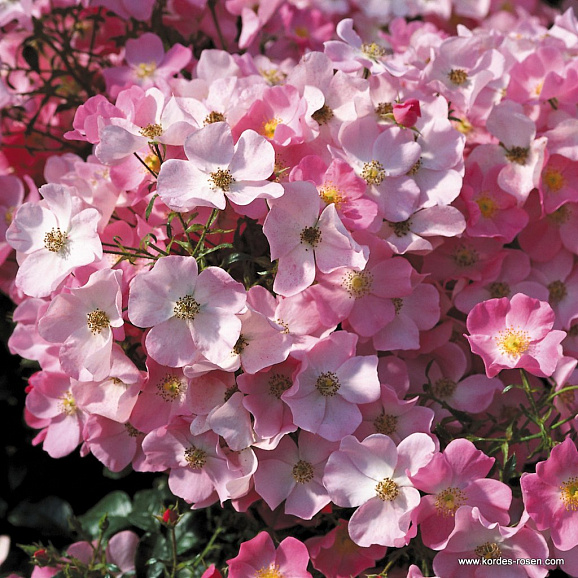 Роза флорибунда Фортуна