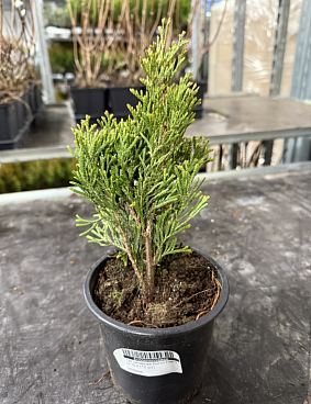 Туя западная Литтл Гиант