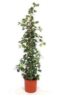 Ficus Trinova