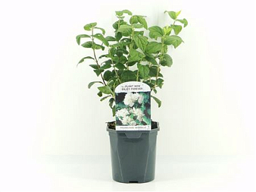 Philadelphus Snowbelle