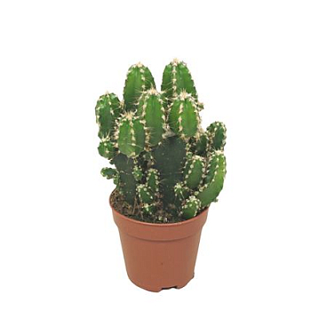 Cereus Florida Paolina