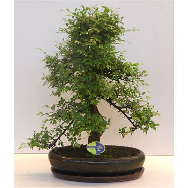 Bonsai Zelkova Parvifolia Shape With Driptray
