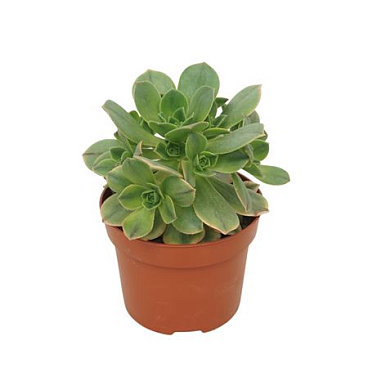 Aeonium `kiwi` 12 Cm
