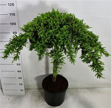 Juniperus Conf Schlager On Stem