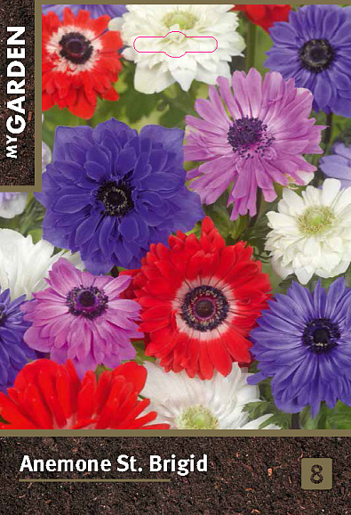 Анемона корончатая Ст. Бриджид