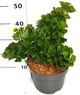 Гинко двулопастный Тролль