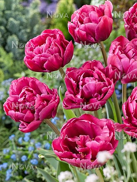 Тюльпан махровый ранний Маргарита