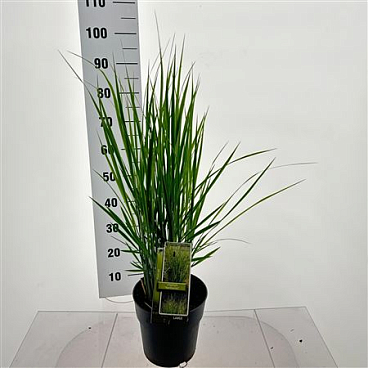 Panicum Virgatum Northwind