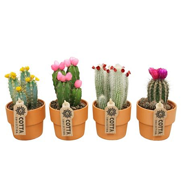 Cactus Mix Stro And Fake Flower