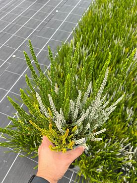 Каллуна обыкновенная Зелия/Зилли/Зое