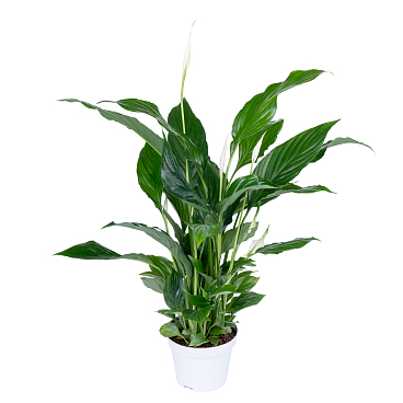 Спатифиллум Фрагрант Принцесс