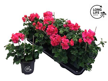Pelargonium Pelt Double Pink (longlife)