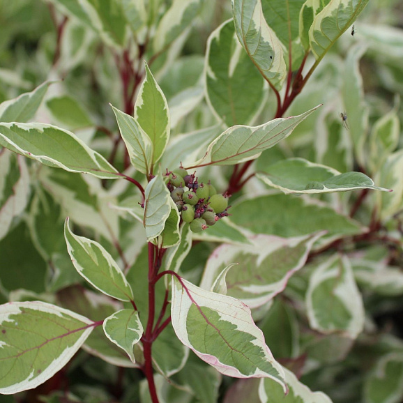 Дерен белый Элегантиссима в тубе