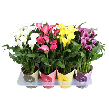 Zantedeschia Mix 4+ Ton Sur Ton Potcover
