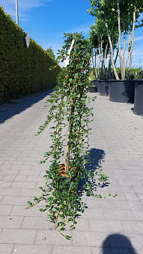 Кизильник даммера укореняющийся Мейджер штамб 120