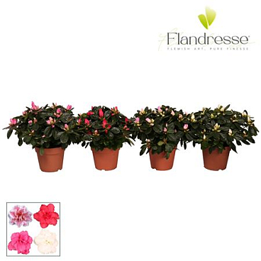 Azalea Flandresse Mix Luxe