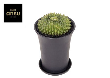 Gymno Cactus Spineless Island