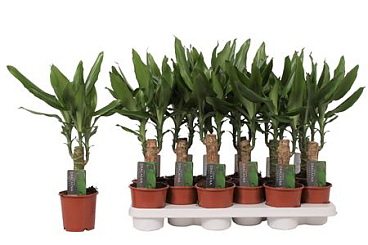 Drac Steudneri Green 15cm Stem