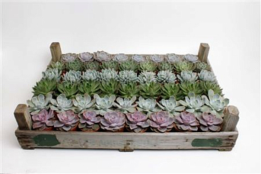 Echeveria Mix In Crate