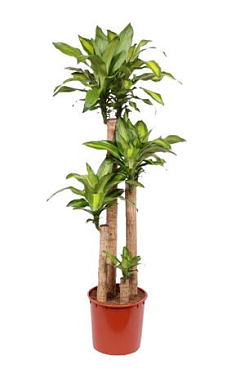 Dracaena Massangeana 120-90-60-30