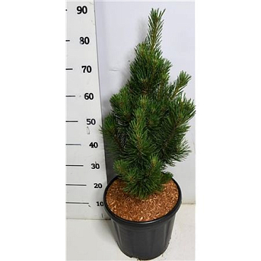 Pinus Mugo Rigi